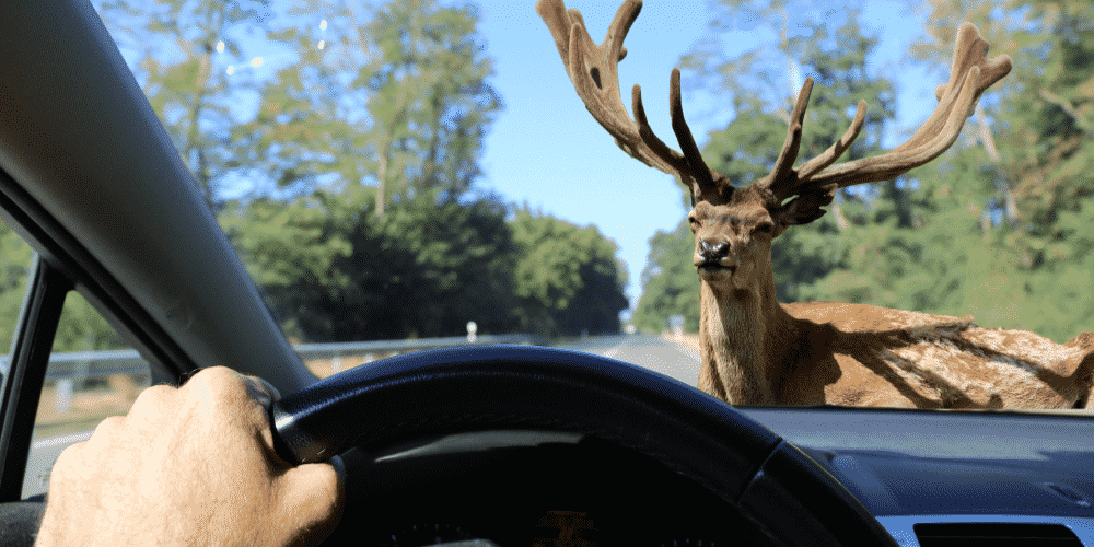 deer collision