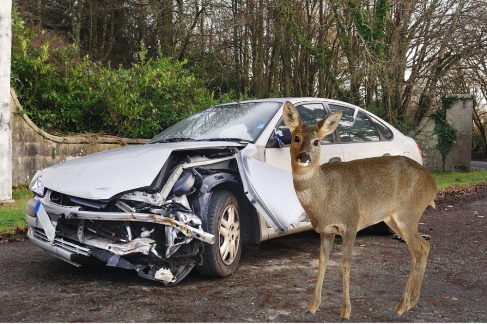 deer collision