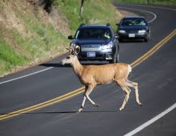 deer collision