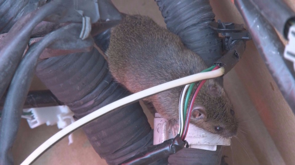 Rats chewing car wires