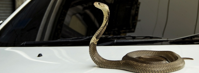 Snake_on_a_car