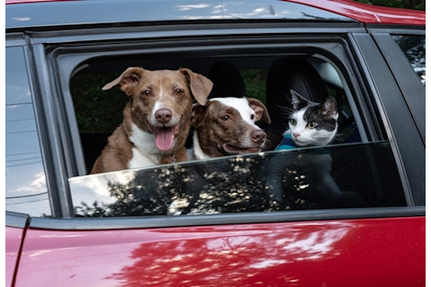 Traveling_With_Pets_in_EVs_5