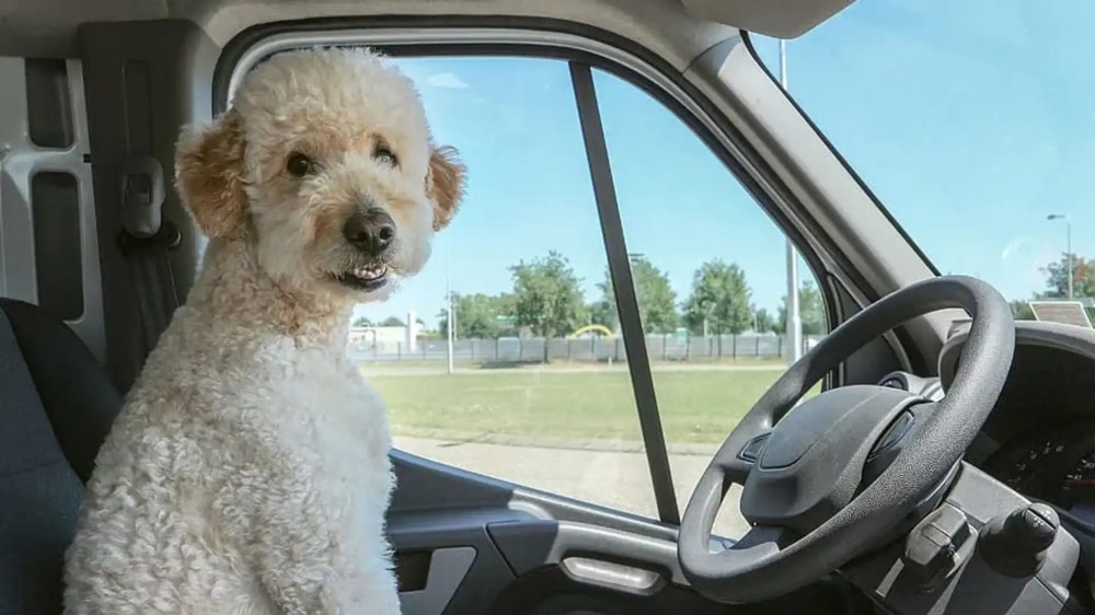 best_cars_for_dogs