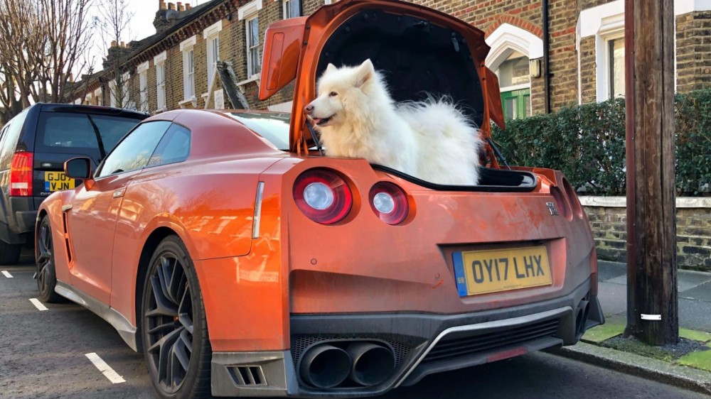best_cars_for_dogs