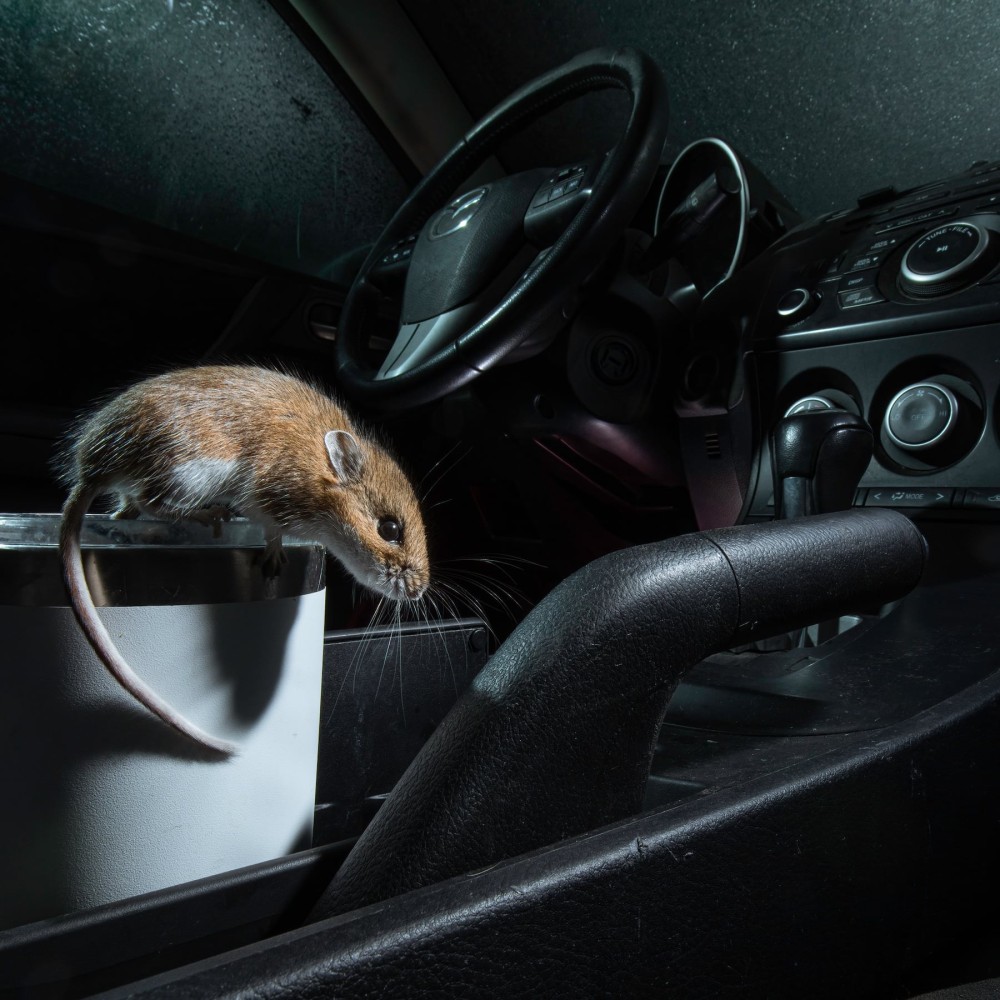 car_sitting_too_long_rodents