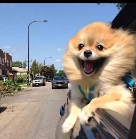 happy_dog_in_car