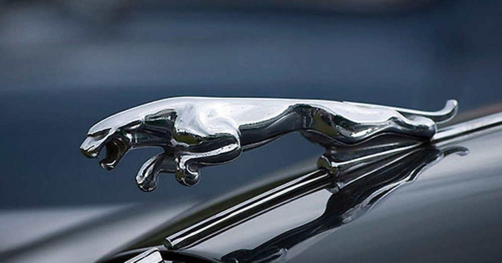 jaguar_leaping_cat
