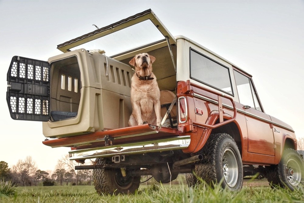 wagon dog